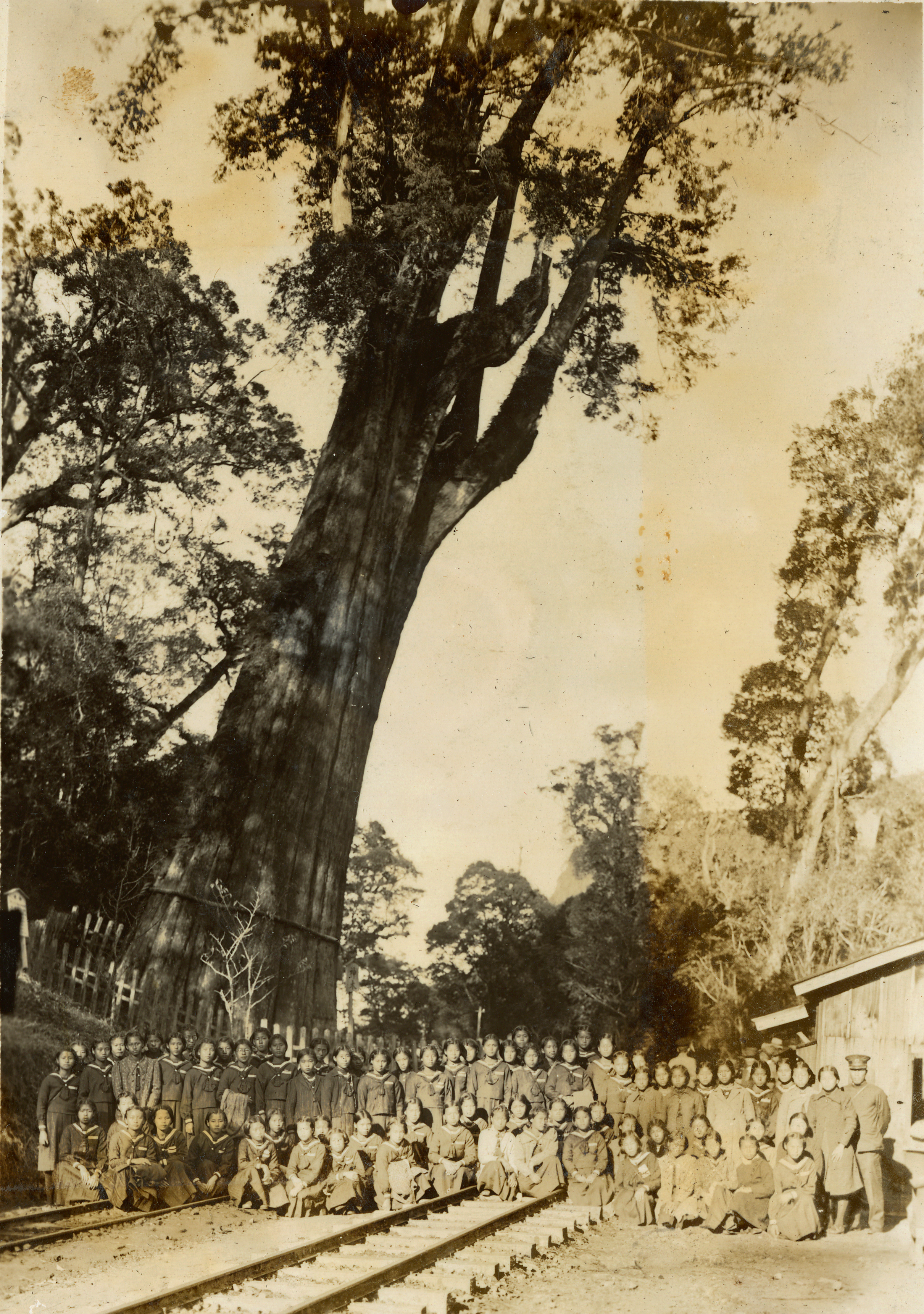 圖片阿里山神木樹齡約3000年、高約50公尺以上，在阿里山鐵路通車後，鐵路與神木成為臺灣著名的名勝景點之